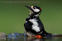 Bedraggled