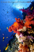 A Riot of Colour