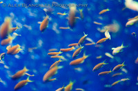 The Swarm
