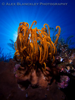 Bunaken Sunrise