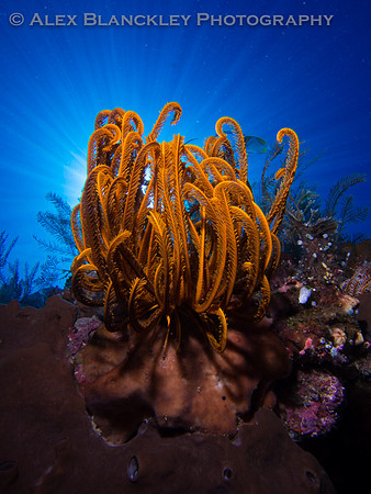 Bunaken Sunrise