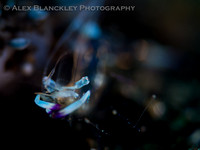 Sunset Underwater
