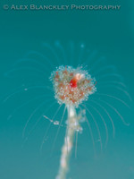 The Sinister Flower