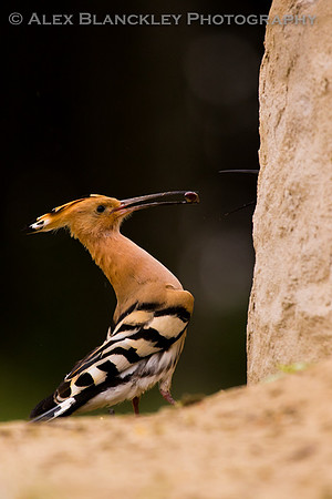 Feeding Time at the Nest
