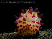The Lesser Janolus