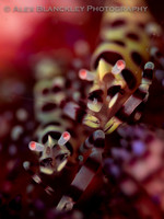 The Prickly Couple