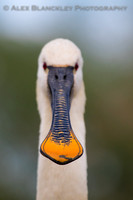 Beaky