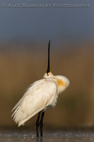 Looking to the Skies